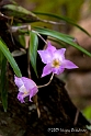 Wild Orchids No-1274